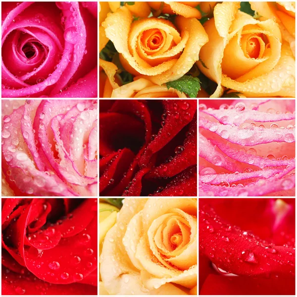 Collage de hermosas flores con gotas de agua — Foto de Stock