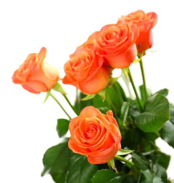 Strauß schöner Rosen — Stockfoto