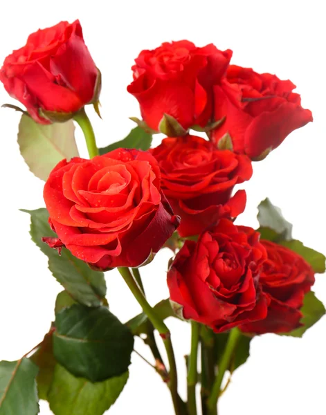 Bouquet di belle rose — Foto Stock