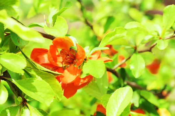 Belle fleur de fruits, en plein air — Photo