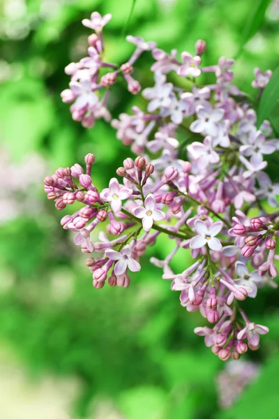 Beautiful lilac flowers, outdoors — Stock Photo, Image