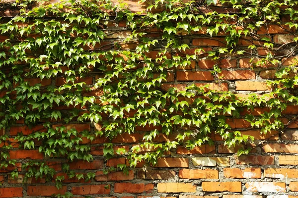 Зеленый плющ на старой стене — стоковое фото