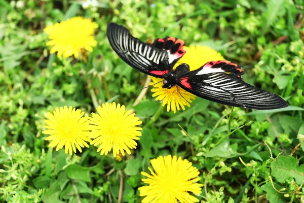 민들레 꽃, 야외에 앉아 아름 다운 나비 — 스톡 사진