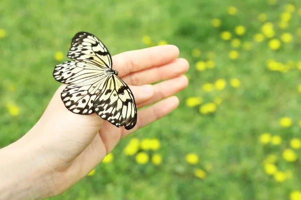 Krásný motýl na rukou, venku — Stock fotografie