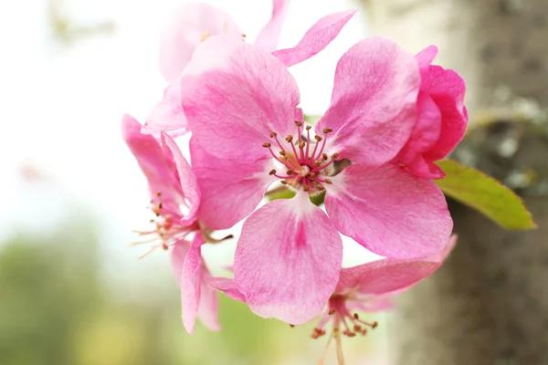 Vackra våren blomma, utomhus — Stockfoto