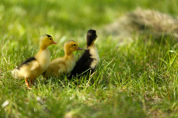 Niewiele cute kaczki — Zdjęcie stockowe
