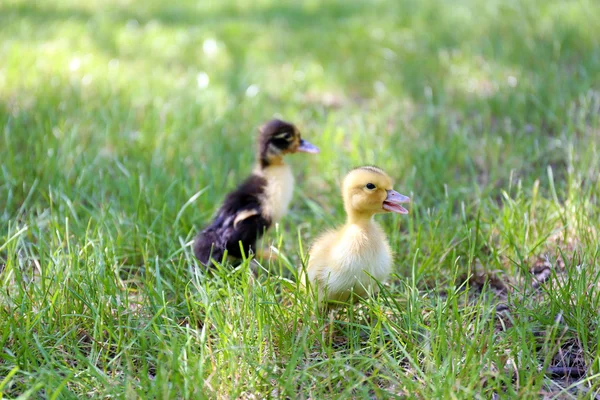 Niewiele cute kaczki — Zdjęcie stockowe