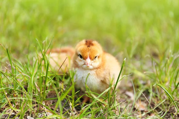 Pequeño pollo lindo en la hierba verde, al aire libre — Foto de Stock
