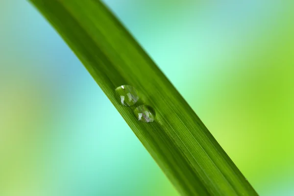 Wassertropfen auf Blättern — Stockfoto