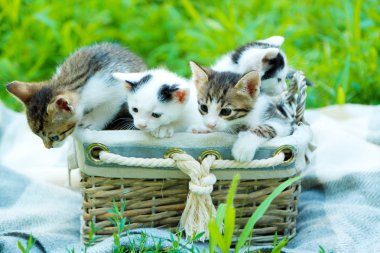 sevimli küçük kedi yavrusu