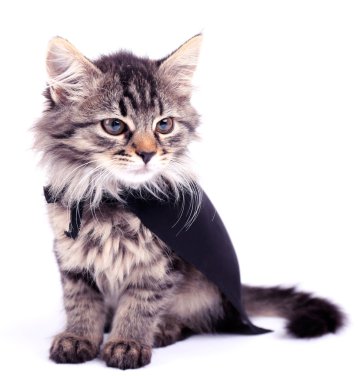 Siyah pelerin, üzerinde beyaz izole kedi. 