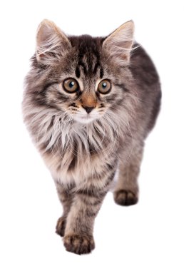 Güzel kedi yavrusu bembeyaz