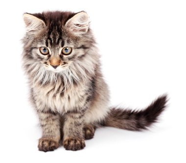 Güzel kedi yavrusu bembeyaz