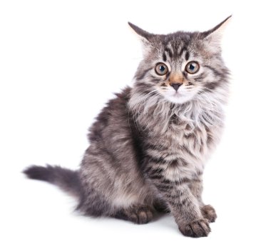 Güzel kedi yavrusu bembeyaz