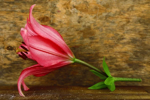 Krásné lilie na dřevo — Stock fotografie