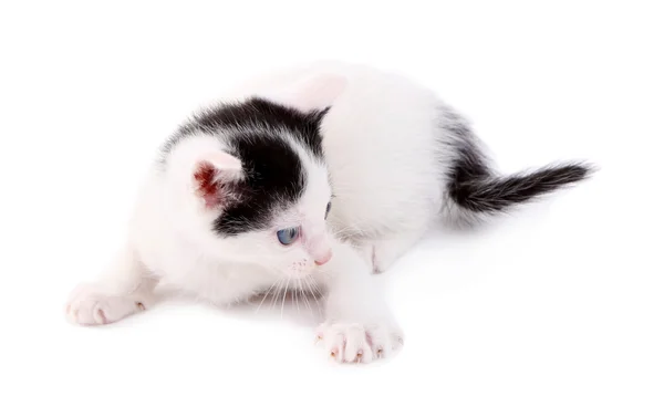 Симпатичный котенок — стоковое фото