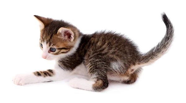 Χαριτωμένο μικρό γατάκι — Φωτογραφία Αρχείου