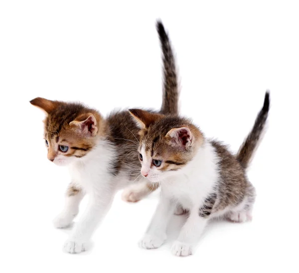 Cute little kittens — Stock Photo, Image