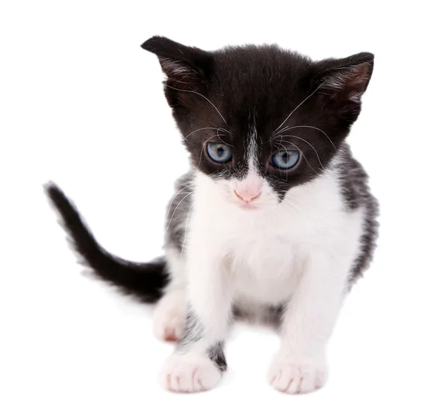 Cute little kitten — Stock Photo, Image