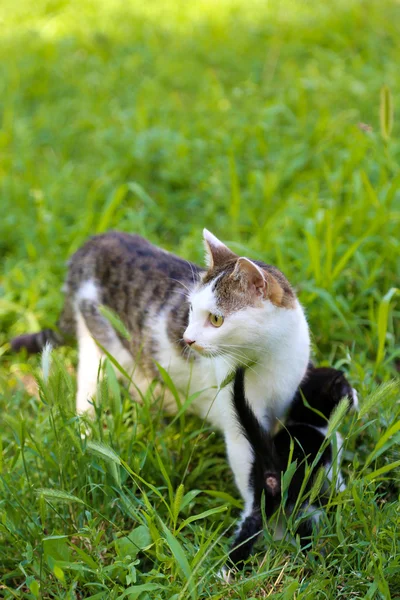 Leuk weinig katje met kat — Stockfoto