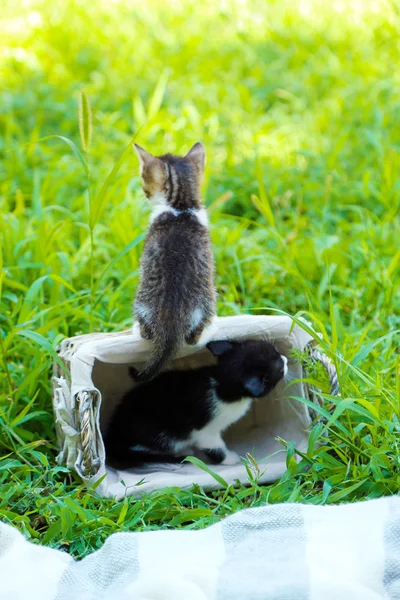 Söta små kattungar — Stockfoto