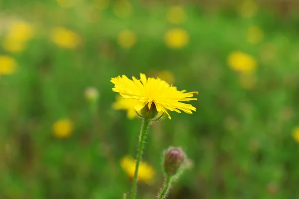 Hermosas flores en el campo — Foto de Stock