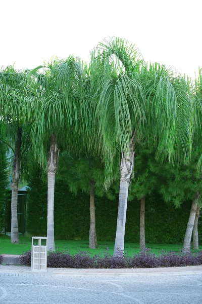 Hermosos árboles en el parque — Foto de Stock