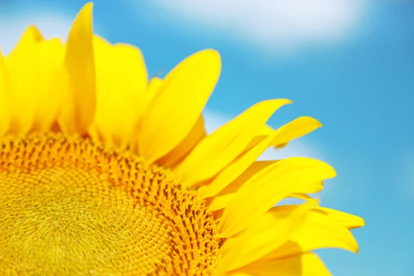 Mooie zonnebloem op hemelachtergrond — Stockfoto