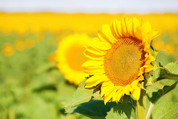 Beautiful sunflowers field — Stock Photo, Image