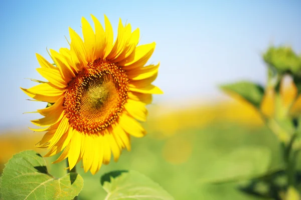 Vacker solros i fältet — Stockfoto