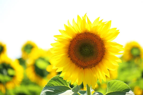 Beautiful sunflowers field — Stock Photo, Image