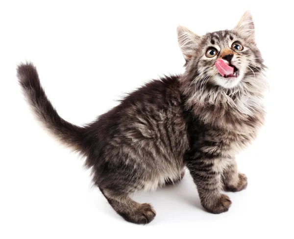 Güzel kedi yavrusu bembeyaz — Stok fotoğraf