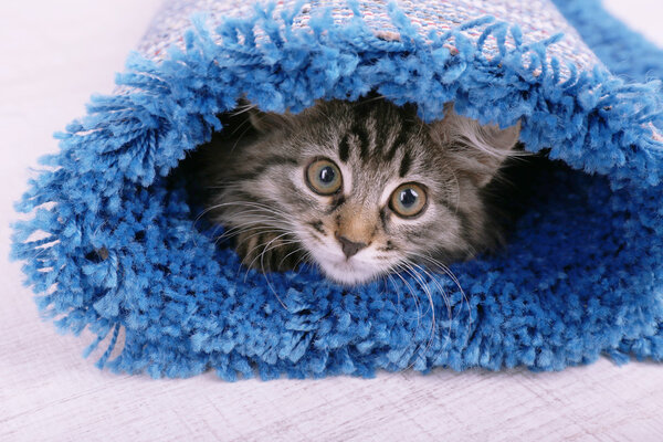 Beautiful kitten in rolled carpet, on light background
