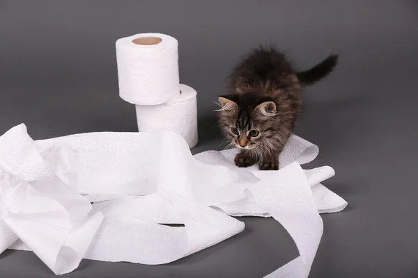 Cute kitten playing with roll of toilet paper,  on gray background — Stock Photo, Image