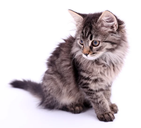 Mooi kitten geïsoleerd op wit — Stockfoto