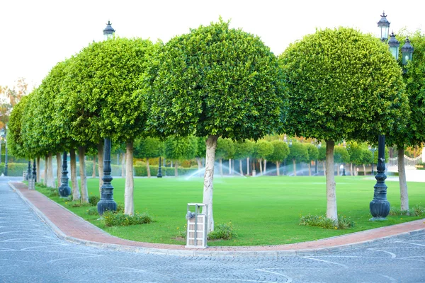 Красивые деревья в парке — стоковое фото