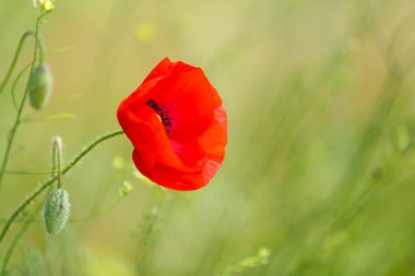 haşhaş çiçeği, açık havada