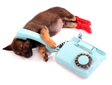 Kırmızı çorap ve üzerinde beyaz izole mavi telefon uyku köpek yavrusu
