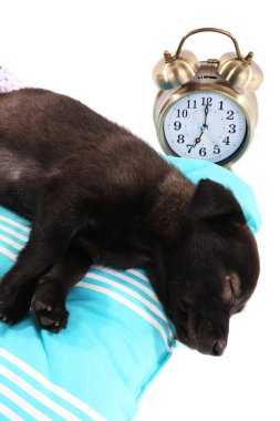 Beyaz izole yumuşak bir mavi yastık üzerinde köpek yavrusu