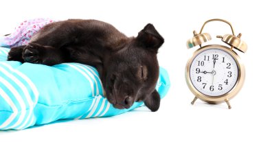 Beyaz izole yumuşak bir mavi yastık üzerinde köpek yavrusu