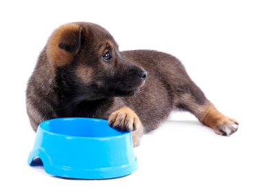 Köpek yavrusu ve üzerinde beyaz izole boş mavi kase