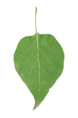 yeşil yaprak beyaz üzerinde izole
