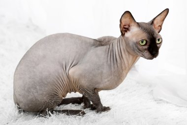 Güzel gri Sfenks kedisi