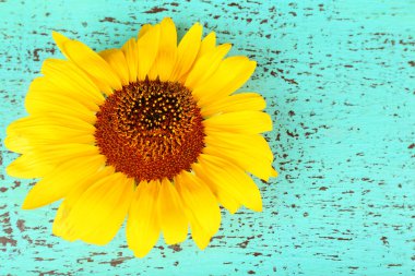 Tahta arka planda güzel bir ayçiçeği