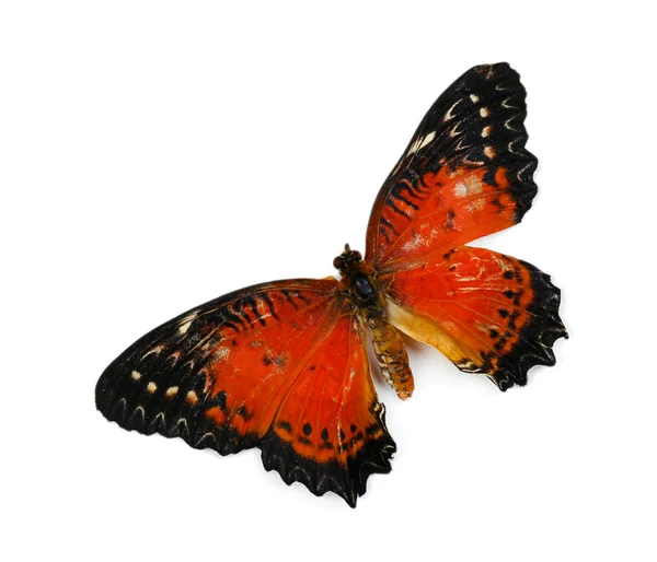Krásný motýl, izolované na bílém — Stock fotografie