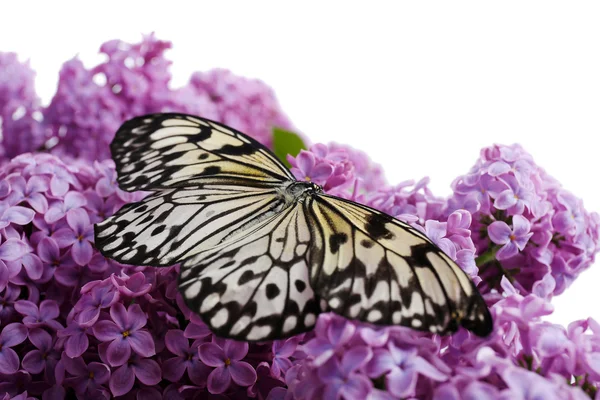 Prachtige vlinder zittend op lila bloemen, geïsoleerd op wit — Stockfoto