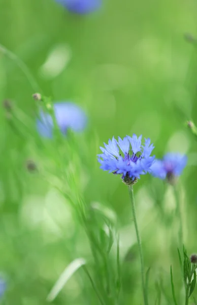 Bei fiori di mais, all'aperto — Foto Stock