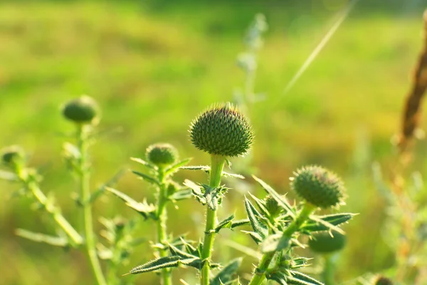 Schöne Blumen auf dem Feld — Stockfoto