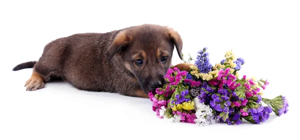 Puppy and bouquet of flowers — Stock Photo, Image