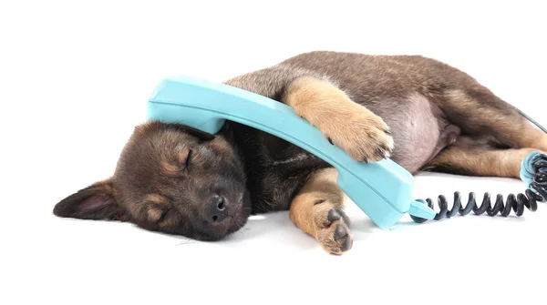 Sleeping puppy and blue phone isolated on white — Stock Photo, Image